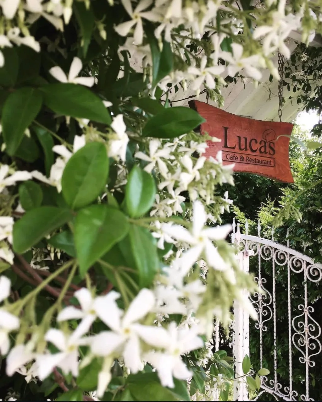 Çiçekler arasından Lucas Cafe tabelası